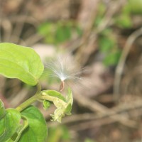 Gymnema sylvestre (Retz.) R.Br. ex Sm.